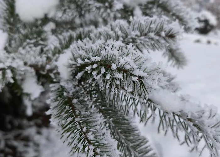 Bukowy Zakatek ברנה