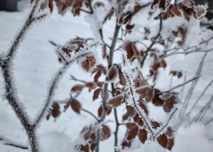 Bukowy Zakatek * Brenna